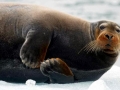 Bearded Seal