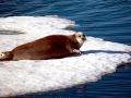 Bearded Seal