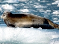 Bearded Seal
