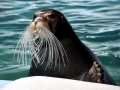 Bearded Seal