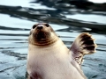 Bearded Seal