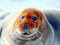 Bearded Seal