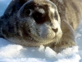 Bearded Seal