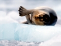 Bearded Seal