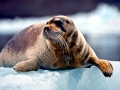 Bearded Seal