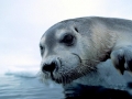 Bearded Seal