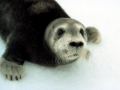 Bearded Seal