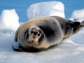 Bearded Seal