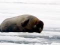 Bearded Seal