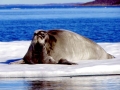 Bearded Seal