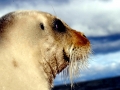 Bearded Seal