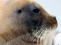 Bearded Seal