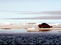 Bearded Seal