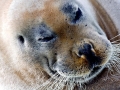 Bearded Seal