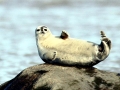 Bearded Seal
