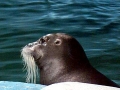 Bearded Seal