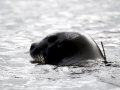 Bearded Seal