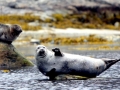Bearded Seal