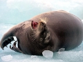 Bearded Seal