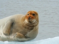 Bearded Seal
