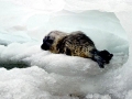 Bearded Seal