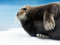 Bearded Seal