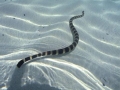 Belcher's Sea Snake