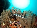 Belcher's Sea Snake