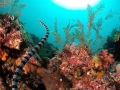 Belcher's Sea Snake