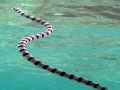 Belcher's Sea Snake