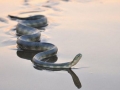 Belcher's Sea Snake