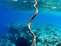 Belcher's Sea Snake