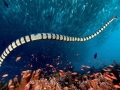 Belcher's Sea Snake