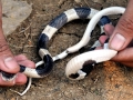 Belcher's Sea Snake