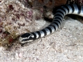 Belcher's Sea Snake