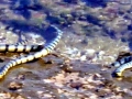 Belcher's Sea Snake