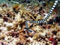 SeaKraitSeaSnake-Thailand03.jpg