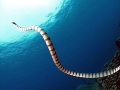 Belcher's Sea Snake