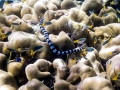 Belcher's Sea Snake