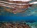 Belcher's Sea Snake