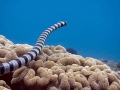 Belcher's Sea Snake