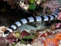 Belcher's Sea Snake