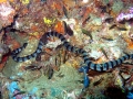 Belcher's Sea Snake