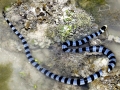 Belcher's Sea Snake