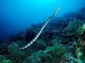 Belcher's Sea Snake