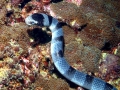 Belcher's Sea Snake