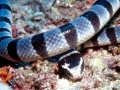 Belcher's Sea Snake