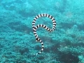 Belcher's Sea Snake