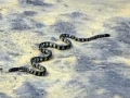 Belcher's Sea Snake