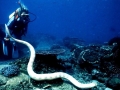 Belcher's Sea Snake